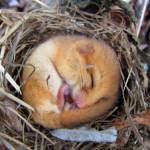A hazel dormouse or common dormouse (Muscardinus avellanarius) during hibernation found in a bird box. Central Germany end of march.