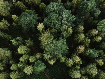 Forest view from overhead
