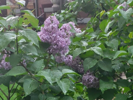 A bunch of purple lilacs on a lilac bush